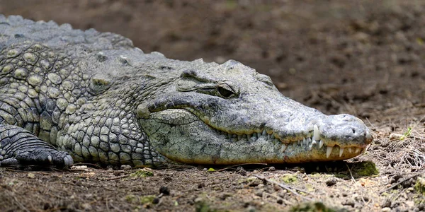 Крокодил в Национальном парке Кении, Африка — стоковое фото