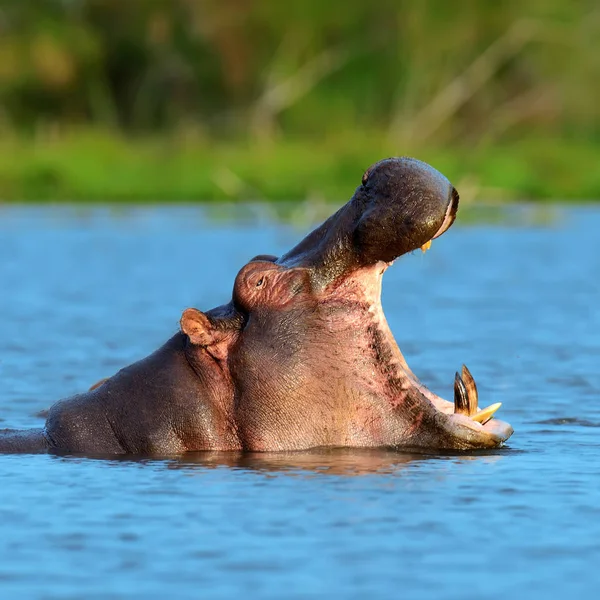 Famiglia degli ippopotami (Hippopotamus amphibius ) — Foto Stock