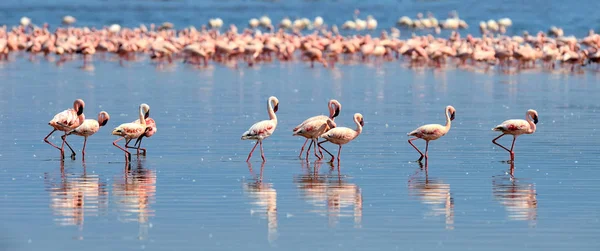 Flock av flamingos — Stockfoto