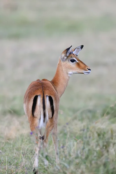 Impala sobre la sabana en África —  Fotos de Stock