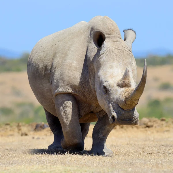 Rhinocéros blanc africain — Photo