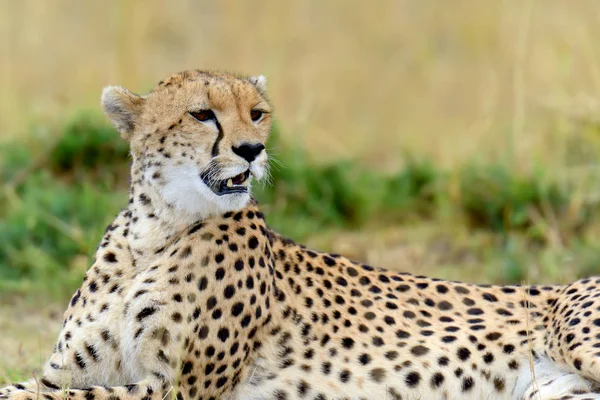 Dzikich afrykańskich gepard — Zdjęcie stockowe