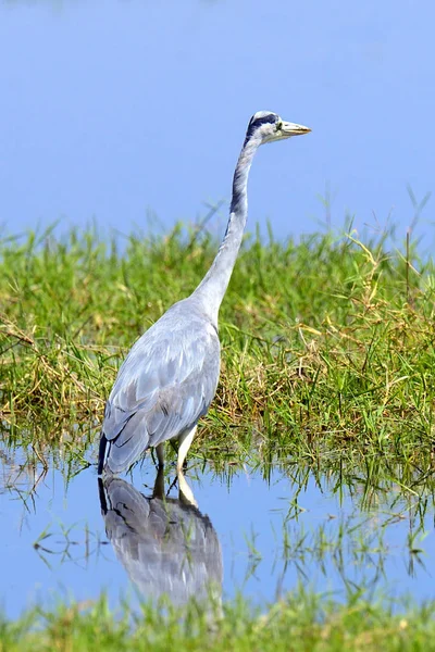 Close gray heron — Stock Photo, Image