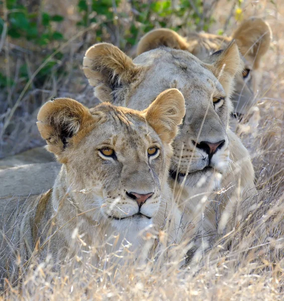 Lion National park i Kenya — Stockfoto