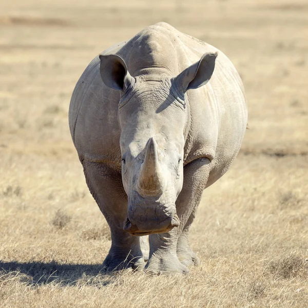 Afrikalı beyaz rhino — Stok fotoğraf