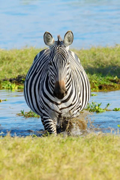 在非洲草原上的斑马 — 图库照片