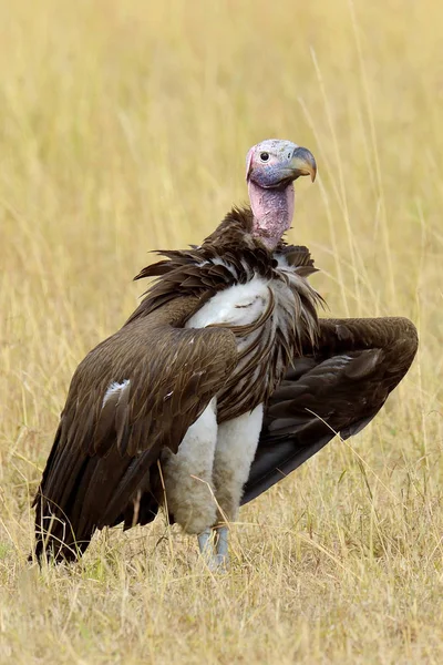 Vautour dans le parc national du Masai Mara — Photo