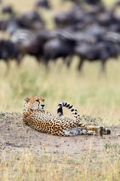 Wild african cheetah — Stock Photo, Image