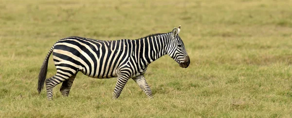 Zebra em pastagens na África — Fotografia de Stock