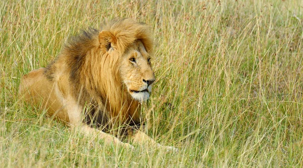 León en el Parque Nacional de Kenia — Foto de Stock