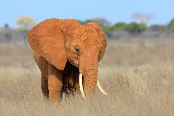 Elephant in National park of Kenya — Stock Photo, Image