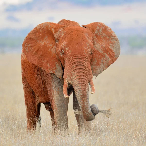 Elephant in National park of Kenya — Stock Photo, Image