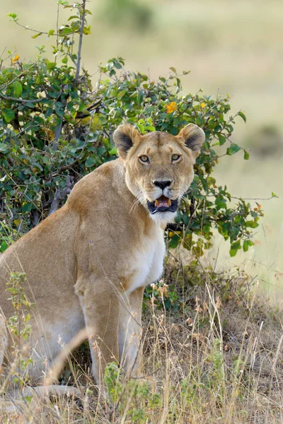 Aslan Kenya Milli Parkı