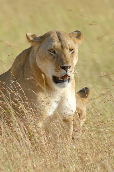 Aslan Kenya Milli Parkı