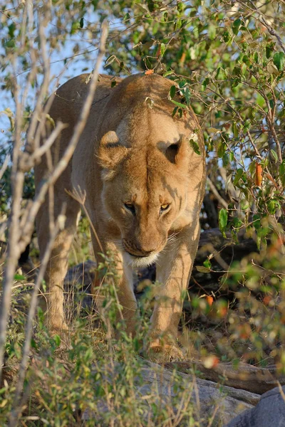 Aslan Kenya Milli Parkı