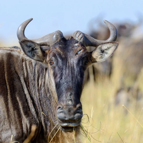 Gnus im Nationalpark von Afrika — Stockfoto