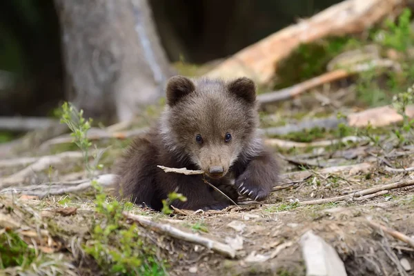 Filhote de urso marrom — Fotografia de Stock