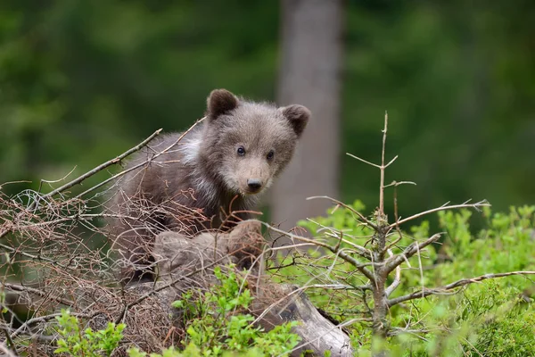 Bruine beer cub — Stockfoto