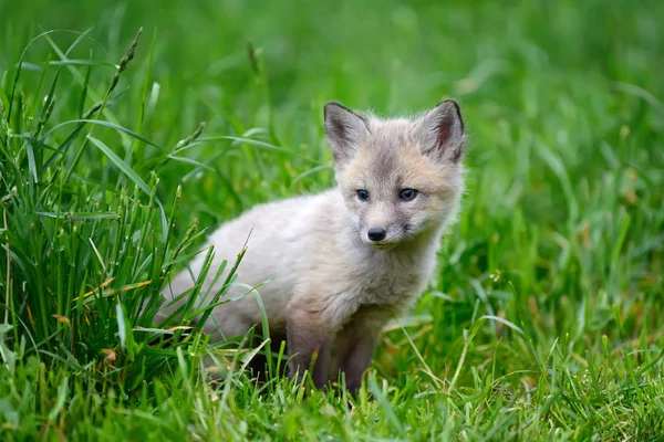 Fox cub στο γρασίδι — Φωτογραφία Αρχείου