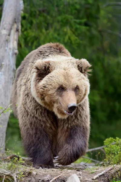 Urso castanho grande na floresta — Fotografia de Stock