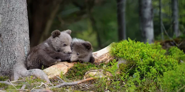 Urso castanho jovem na floresta — Fotografia de Stock