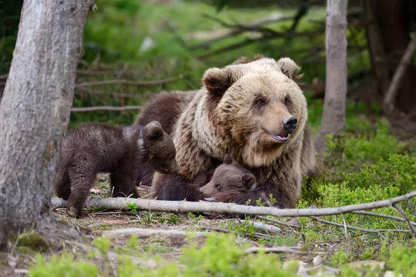 Medvěd hnědý a mládě — Stock fotografie