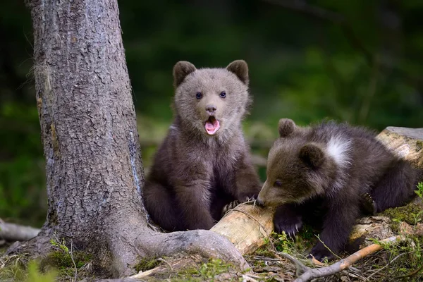 Joven oso pardo en el bosque —  Fotos de Stock