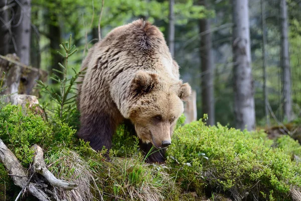 Urso castanho grande na floresta — Fotografia de Stock