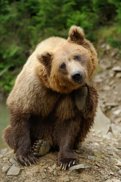 Urso castanho grande na floresta — Fotografia de Stock