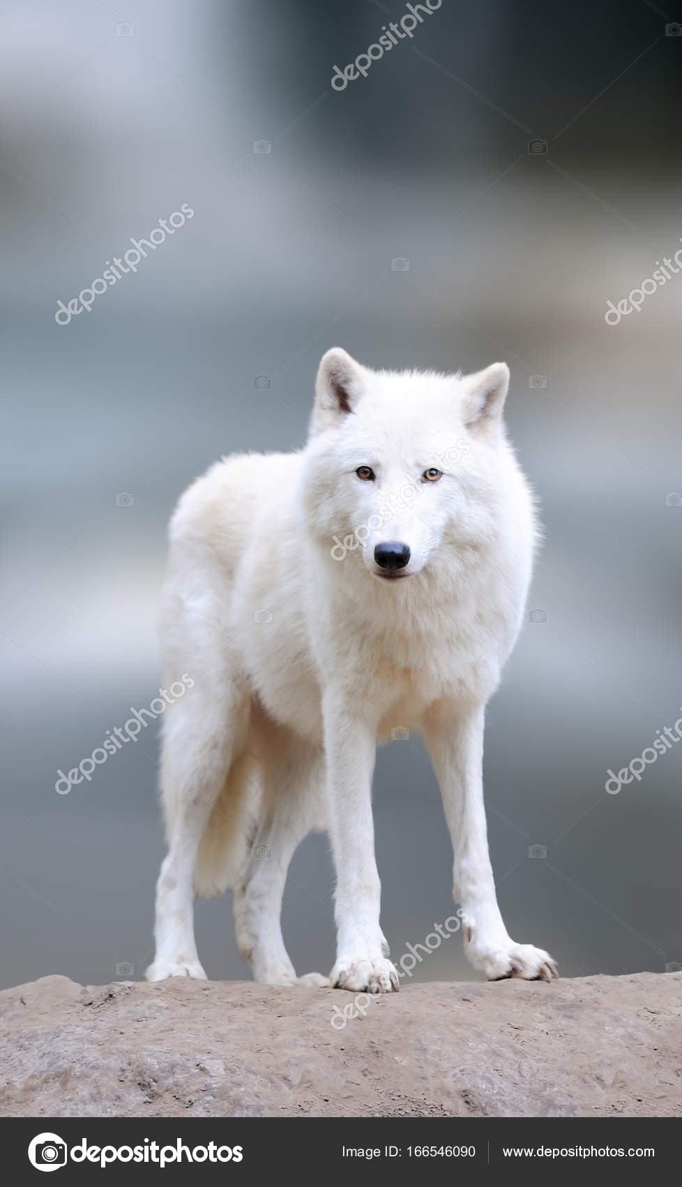 Learn About Arctic Wolves