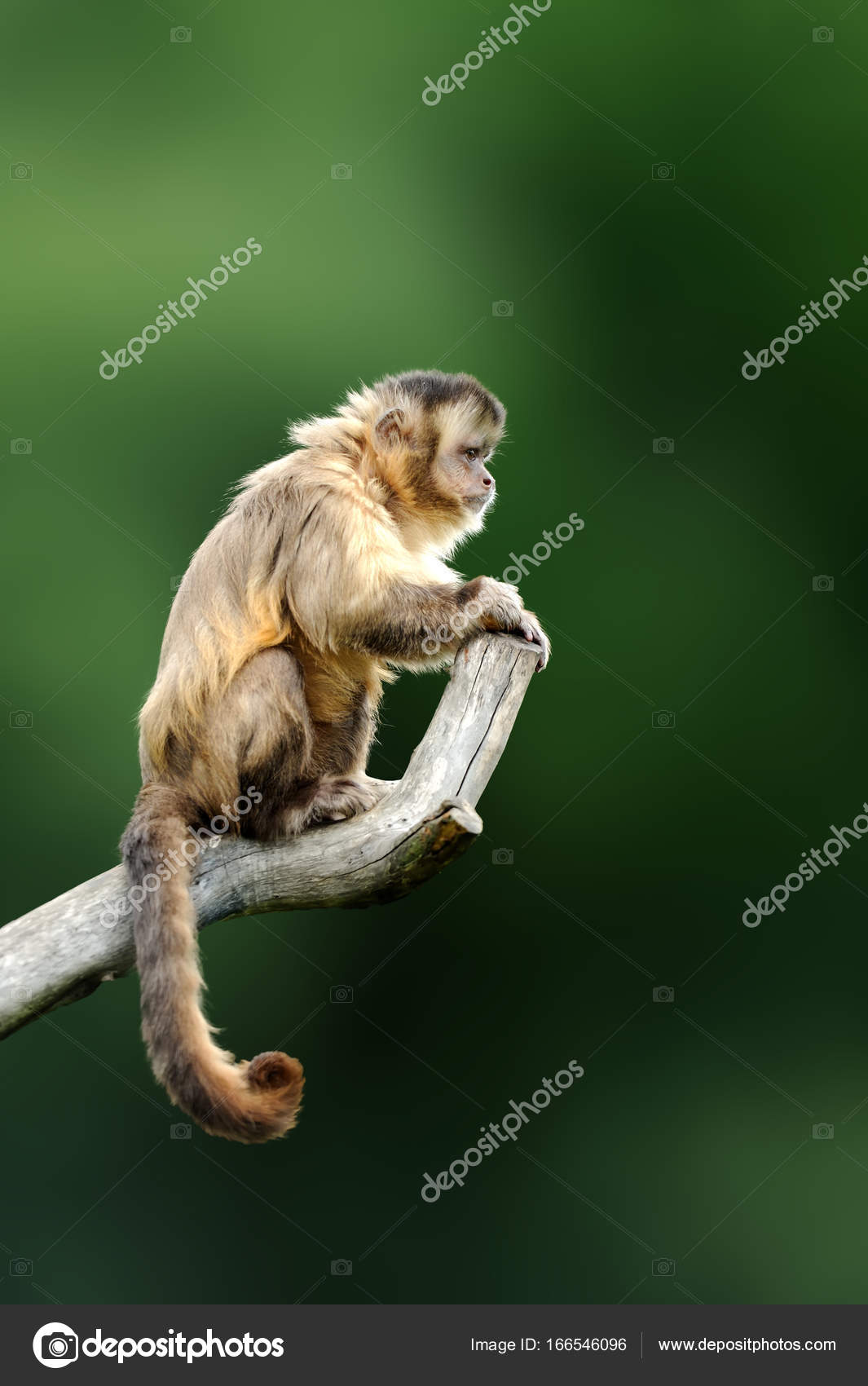 オマキザル猿暗い熱帯 F の木の枝の上に座って ストック写真 C Volodymyrbur