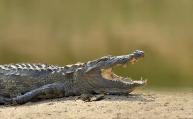 Akşam sarı güneşi, Milli Parkı Yalla timsahı nehirde,,