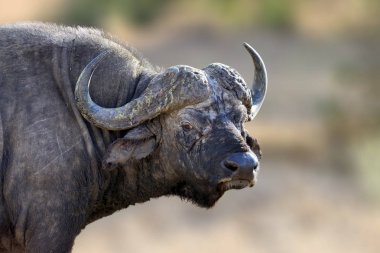 Afrika Buffalo, doğa ortamlarında büyük hayvan