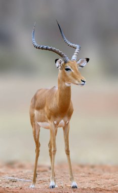 African Impala, animal in the nature habitat clipart