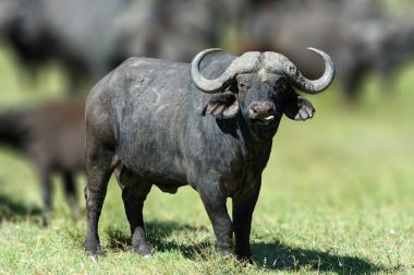 Afrika Buffalo, doğa ortamlarında büyük hayvan