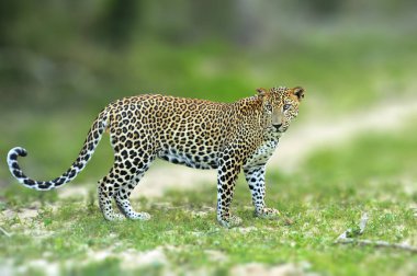 Sri Lankalı leopar yürüme, büyük benekli vahşi kedi na içinde yalan