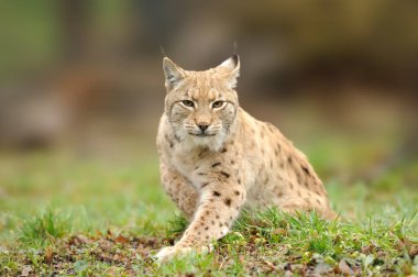 Vaşak, arka planda bir ormanda yürüyüş Avrasya vahşi kedi