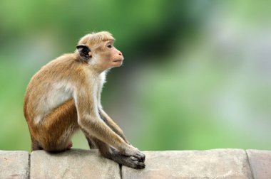 Miğfer makak Macaca sinica. Ağaç üzerinde Monkrey. Na makak