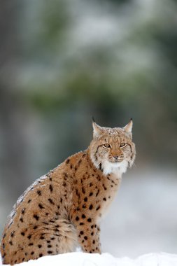 Vaşak, arka planda bir ormanda yürüyüş Avrasya vahşi kedi