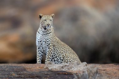 Afrika leopar, Kenya Milli Parkı