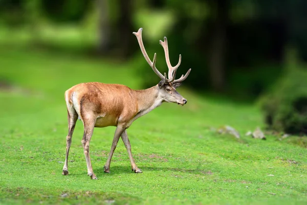 Veado na selva. Cena de vida selvagem da natureza — Fotografia de Stock