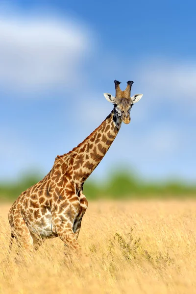 Jirafa en el hábitat natural, Kenia, África — Foto de Stock