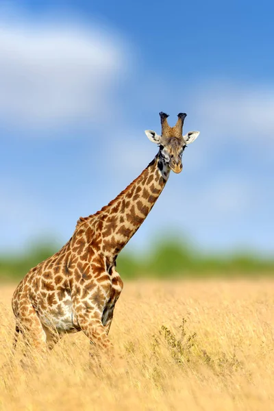 Girafa no habitat natural, Quénia, África — Fotografia de Stock