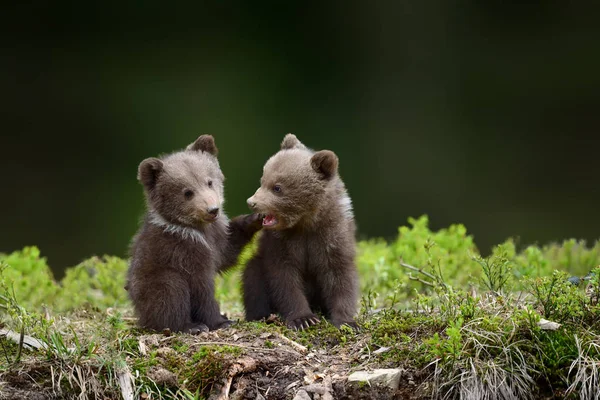 Dos cachorros de oso pardo joven en los frentes —  Fotos de Stock