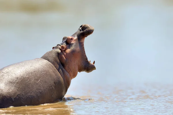 Hipopótamo africano. Animais no habitat aquático da natureza — Fotografia de Stock