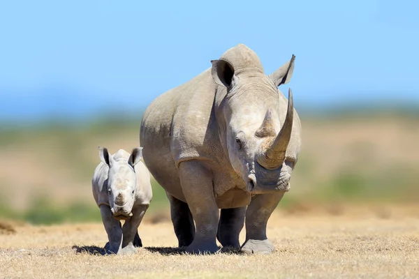 Vit noshörning i Afrikas natur livsmiljö, Kenya, — Stockfoto
