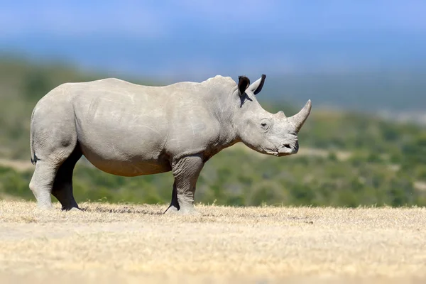 White rhinoceros in the nature habitat, Kenya, Africa — Stock Photo, Image