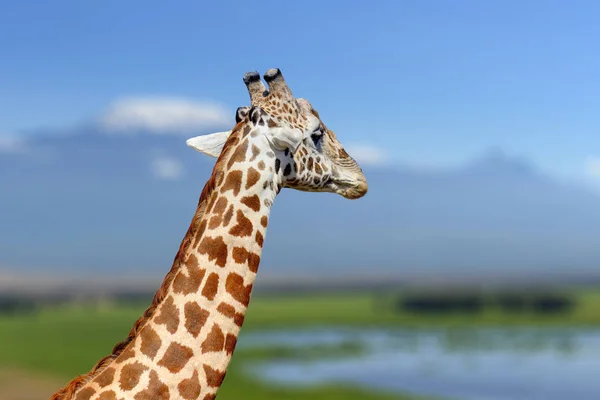 Jirafa en el hábitat natural, Kenia, África — Foto de Stock