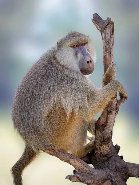 Оливковый бабуин (Papio anubis ) — стоковое фото