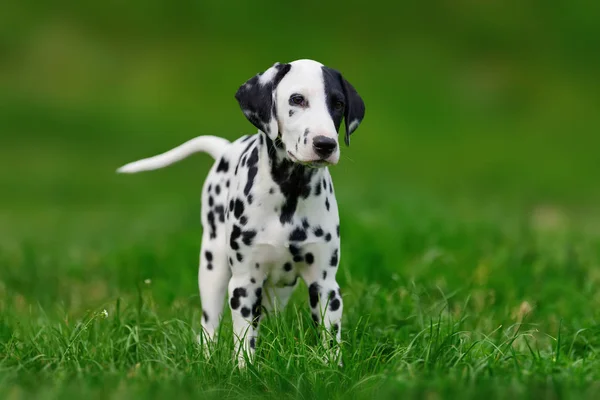 Dalmatische hond buiten in de zomer — Stockfoto